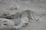 عکس/ نیم‌رخ پلنگ