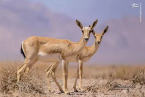 تصاویر/ رها سازی آهوی ایرانی در کیش