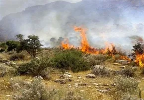 تصاویر | آتش به جان جنگل‌ها این‌بار کره جنوبی