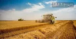 سیب‌زمینی و پیاز در بازار ارزان شد + قیمت جدید