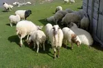قیمت دام زنده امروز ۶ اسفند ۱۴۰۳ + جدول