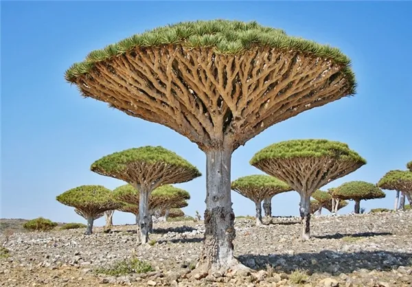 یمن