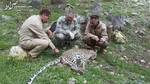 از پلنگ پارک سرخه حصار چه خبر؟
