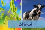 ۸۰ گاو آلوده به تب مالت در یک دامداری