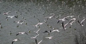 فیلم/ مروری بر منش اجتماعی و سیاسی شهید چمران