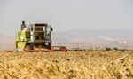 نوری: ۹۵ درصد مطالبات گندمکاران پرداخت شد