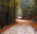 دستور عارف درباره اطفای حریق جنگل‌های هیرکانی
