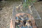 مرگ تلخ دختر ۱۵ ساله پس از تجویز غلط قرص‌های درمان جوش صورت!