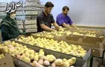 هشدار وزارت کشاورزی به مرغداران: اگر مرغ با قیمت مصوب توزیع نشو‌د قطعاً وارد می‌کنیم