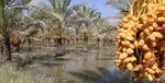 عکس / پخش جنجالی‌ترین فیلم سینمای ایران از تلویزیون بعد از ۲۰ سال
