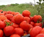 نوسان ۲۳۰ درصدی قیمت گوجه فرنگی