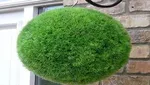سبزه گندم چند روزه سبز می‌شود؟