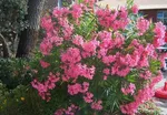 مسیر این بیمارستان از قبرستان می‌گذرد؟!