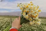 دلایل افزایش قیمت گل در روز‌های گذشته