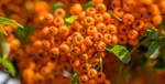 این خوراکی برای کم خونی معجزه می‌کند