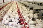 نرخ هر کیلو گوشت گوسفندی ۱۳۰ هزار تومان