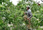 سقوط هواپیمای تیم آکروجت کانادا