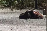 تیراندازی در مجلس و حرم امام/ ۱۲ شهید و ۴۲ مجروح/ ۴ تروریست در مجلس کشته شدند/ یک عامل انتحاری در حرم امام خود را منفجر کرد؛ دومی به هلاکت رسید/ داعش مسئولیت حملات را بر عهده گرفت