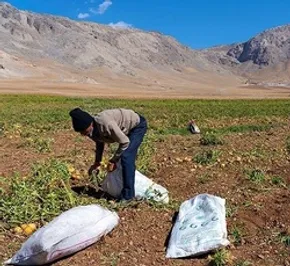 تصاویر/ برداشت سیب از باغات ارومیه