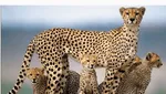 عکس | یوز ایرانی پرده انداخت
