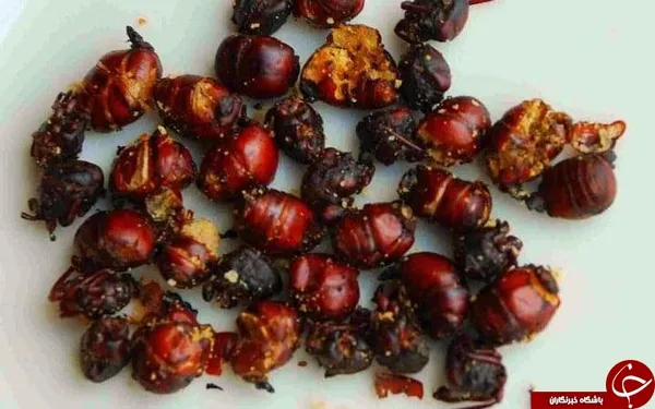 مورچه بوداده در کامبوج