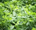 گیاهی که باورتان نمی‌شود ضد کلسترول و قند باشد