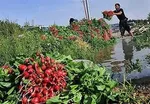 فاجعه بیخ گوش پایتخت؛ سبزیجات جنوب تهران با مواد نفتی آبیاری می‌شود