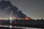 علت مشاهده لاشه گربه ماهی‌ها در سواحل جاسک مشخص شد