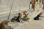 تصویری متفاوت از بیژن بنفشه‌خواه و حیوان خانگیش + عکس