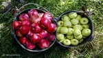 قیمت مصوب هرشانه تخم‌مرغ تعیین شد