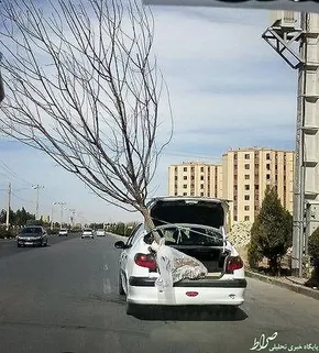 عکس/ خودکشی ۲۷ نهنگ خلبان