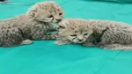 جهان از دید گربه‌ها چگونه است؟
