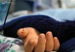 گواهینامه رانندگی ۳ رنگ می‌شود/ در بحث ایمنی خودرو‌ها دچار مشکل هستیم