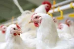 عرضه مرغ با قیمت ۷۷۰۰ در مراکز خرده فروشی