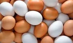چرا قیمت تخم مرغ افزایشی شد؟‌